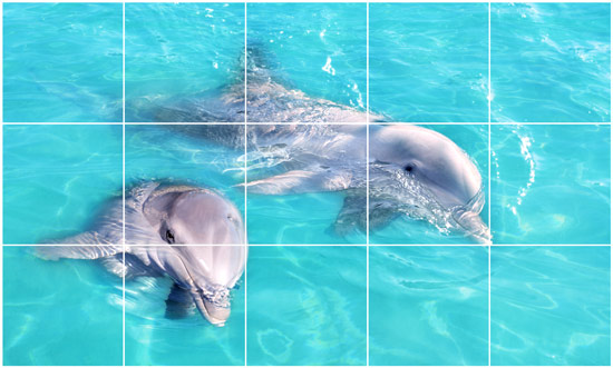 מדבקות לרצפה דולפינים חמודים
