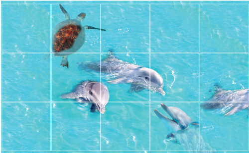 אריחי דולפינים וצב ים
