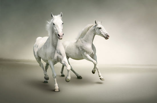 סוסים לבנים 50% הנחה