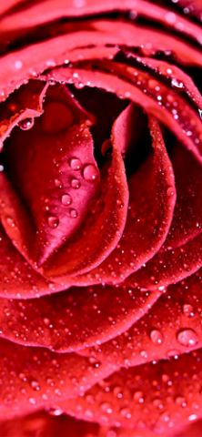 מדבקה למקרר ורד אדום