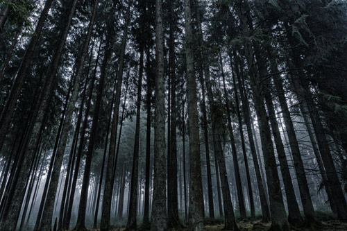 טפט יער חשוך