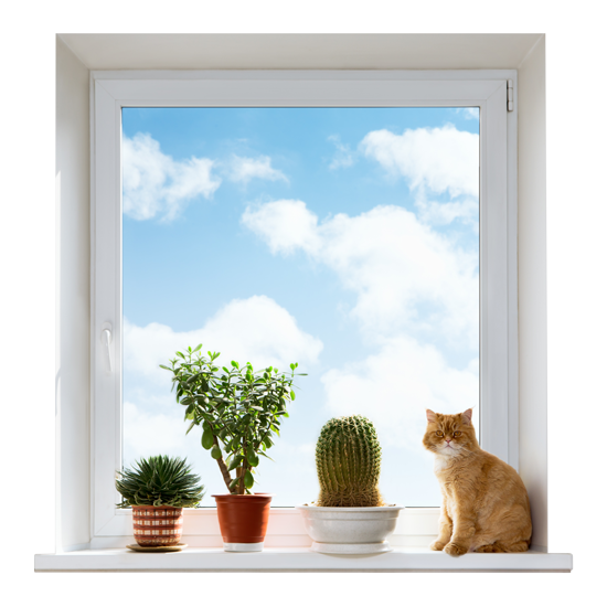 חלון עם עציצים וחתול