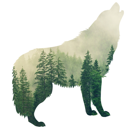 מדבקה | זאב ביער