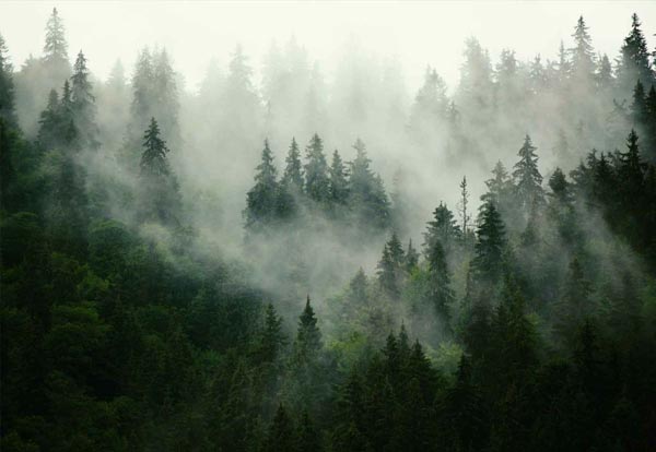 יער בערפל
