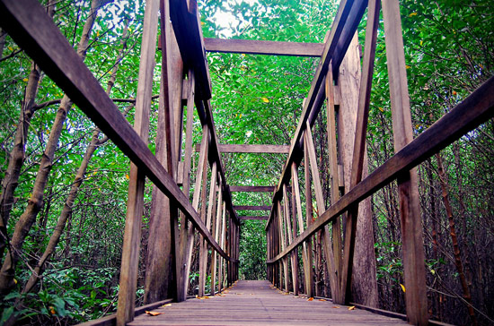 מדבקת טפט גשר ביער ירוק