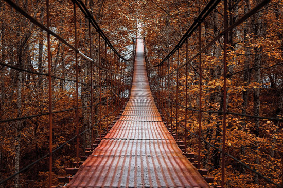 מדבקת טפט גשר ביער אדום