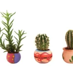 קקטוס מדליק | StickDecor