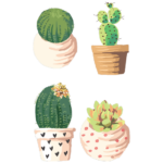 קקטוסים בעציצים | StickDecor