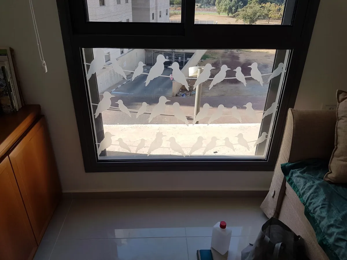 מבדקה חלבית לחלון – ציפורים