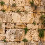 אבנים בגווני בז' עם צמחייה ירוקה בין החריצים